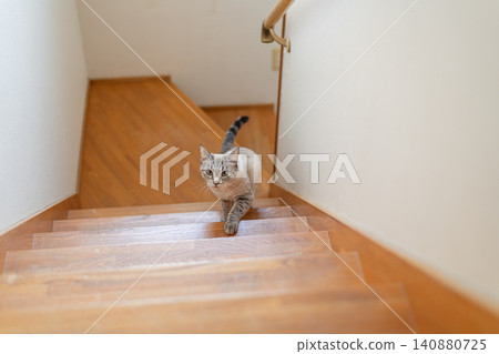 Cat climbing stairs, Siamese tabby cat Cat climbing stairs, Siamese tabby cat 140880725