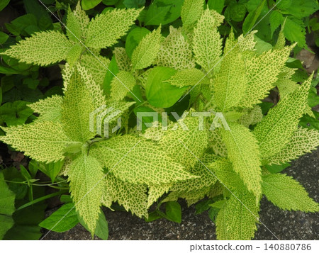 感染病毒性疾病的澤蘭(Eupatorium chinense)的葉脈變黃並形成網狀圖案。 感染病毒性疾病的澤蘭(Eupatorium chinense)的葉脈變黃並形成網狀圖案。 140880786