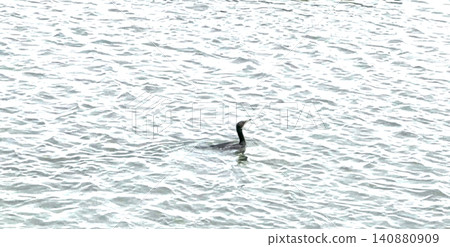 Cormorant Bird Moving in a Creek During Cloudy Weather Cormorant Bird Moving in a Creek During Cloudy Weather 140880909