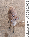 Deer Looking Up on Dirt Ground 140881302