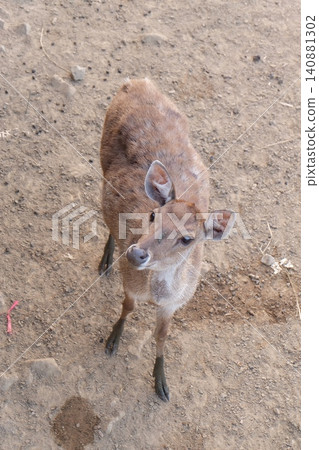 Deer Looking Up on Dirt Ground Deer Looking Up on Dirt Ground 140881302