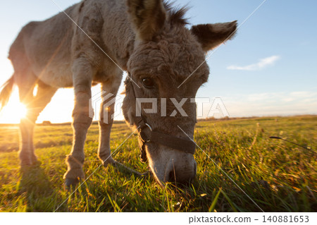 A donkey grazes in a meadow in the rays of the setting sun. A donkey grazes in a meadow in the rays of the setting sun. 140881653