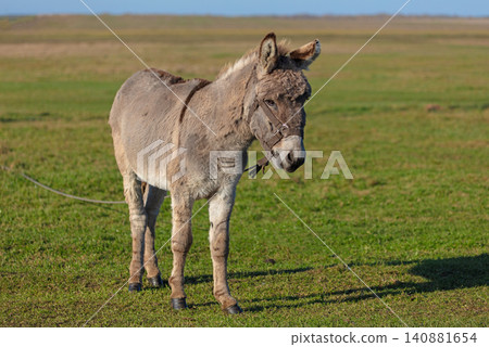 A grey donkey is grazing on a green meadow. He is tied with a rope. A grey donkey is grazing on a green meadow. He is tied with a rope. 140881654