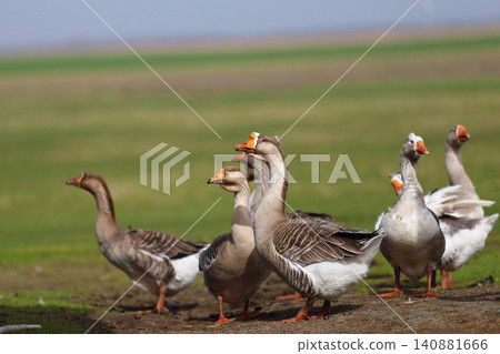 Geese graze on a green meadow. A flock of domestic geese walks one after another across the field. Geese graze on a green meadow. A flock of domestic geese walks one after another across the field. 140881666
