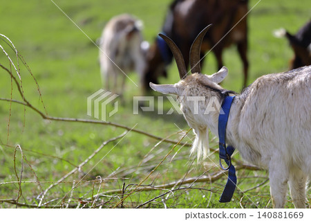 Goat grazing peacefully in a lush green field during the warm afternoon light with other goats nearby Goat grazing peacefully in a lush green field during the warm afternoon light with other goats nearby 140881669