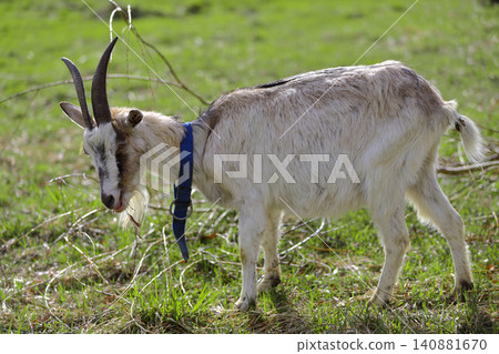 A gray adult goat with horns looks at the camera. A gray adult goat with horns looks at the camera. 140881670