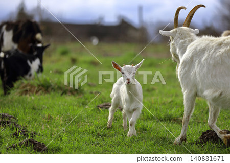A small white kid is grazing on the green grass. A small white kid is grazing on the green grass. 140881671