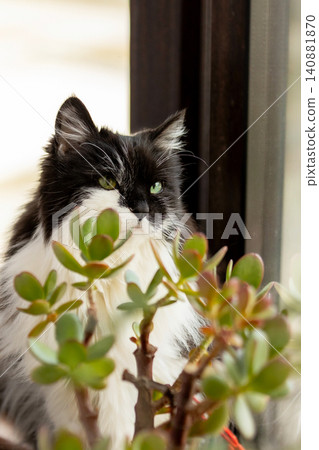 cat near jade plant, concept of toxic houseplants for pets cat near jade plant, concept of toxic houseplants for pets 140881870