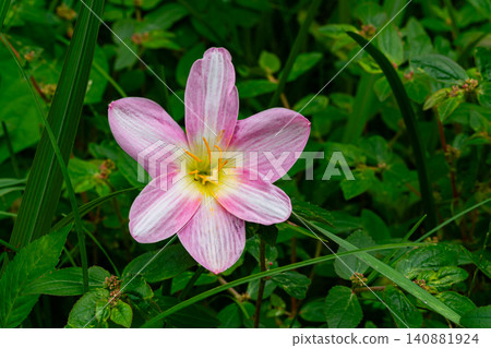 Top view of pink Rain Lily Top view of pink Rain Lily 140881924
