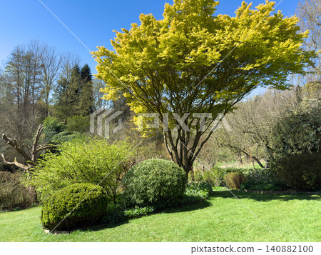 Enlgish green garden with multpiple type of trees and plants Enlgish green garden with multpiple type of trees and plants 140882100