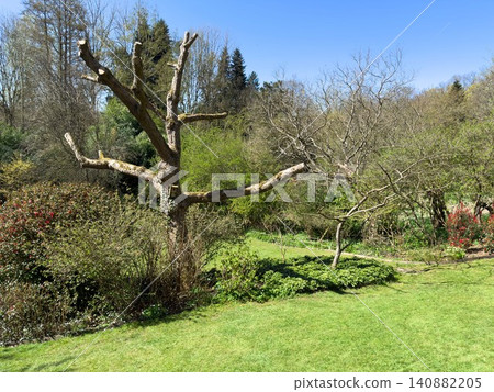 Enlgish green garden with multpiple type of trees and plants Enlgish green garden with multpiple type of trees and plants 140882205