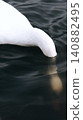 Swans searching for food underwater 140882495