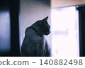 My pet cat in the backlight 140882498