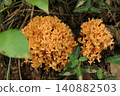 A type of orange coral mushroom 140882503