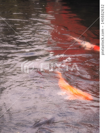 紅鯉魚游到水面炫耀。 紅鯉魚游到水面炫耀。 140882632