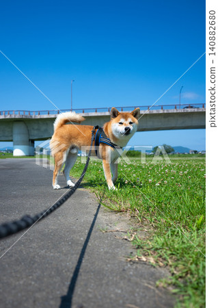 Blue sky and Shiba Inu Blue sky and Shiba Inu 140882680