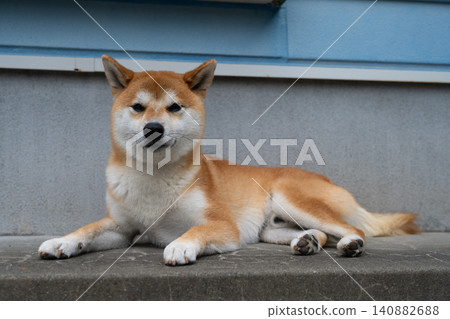 Shiba Inu Shiba Inu 140882688