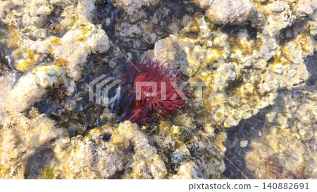 Close up red sea Actinia equina in a shallow, rocky tidal pool with clear water, tentacles and vibrant marine life in its natural coastal habitat, underwater Close up red sea Actinia equina in a shallow, rocky tidal pool with clear water, tentacles and vibrant marine life in its natural coastal habitat, underwater 140882691