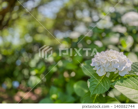 Close-up of white hydrangeas that bloom in early summer. Close-up of white hydrangeas that bloom in early summer. 140882744