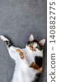 calico cat stretching on gray fabric surface in relaxed and playful mood top-down perspective pet photography animal portraits commercial natural light clean background copy space 140882775