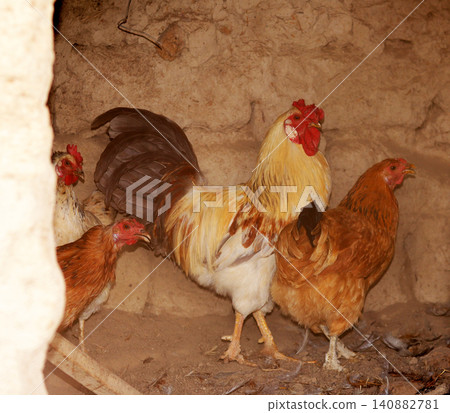 chicken on traditional poultry farm 140882781