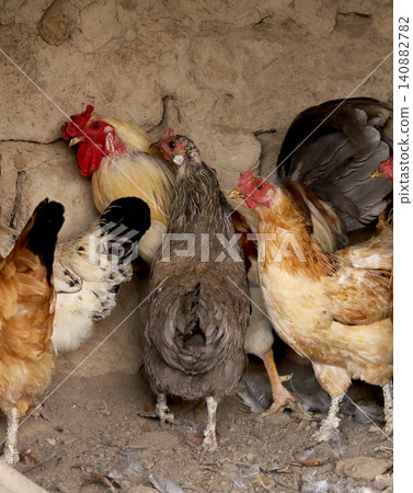 chickens in traditional free chickens in traditional free 140882782