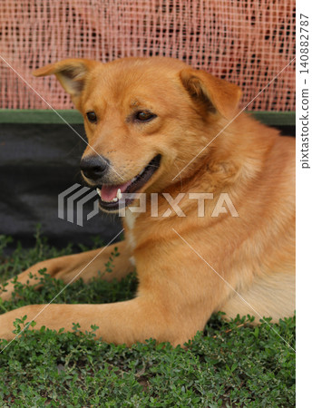 golden retriever in the garden golden retriever in the garden 140882787