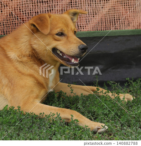 dog in the yard dog in the yard 140882788