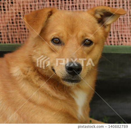portrait of a brown dog portrait of a brown dog 140882789