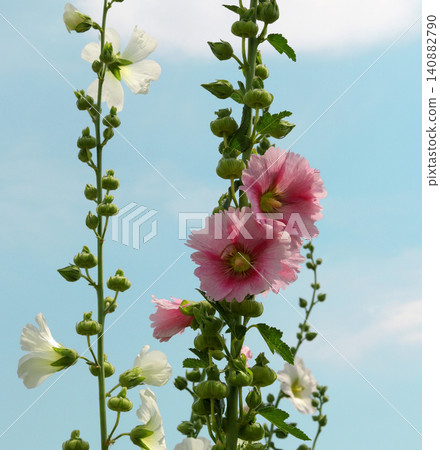 pink rose flower against blue sky pink rose flower against blue sky 140882790