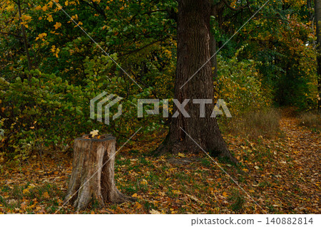 Autumn park scenery with a weathered tree stump and fallen leaves on the ground Autumn park scenery with a weathered tree stump and fallen leaves on the ground 140882814