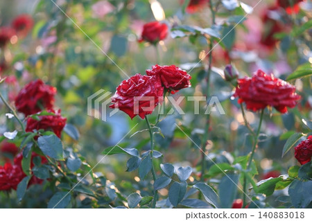 autumn roses in the rain 140883018
