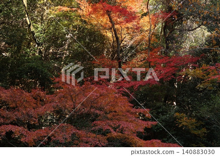 Autumn leaves trees 140883030