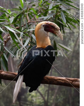 hornbill against a blurred background hornbill against a blurred background 140883040