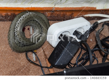 He crawled into the house and hid in the wires. The snake is in the socket in the wires. He crawled into the house and hid in the wires. The snake is in the socket in the wires. 140883159