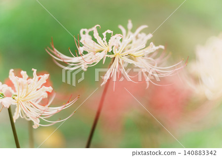 Autumn when cluster amaryllis blooms Autumn when cluster amaryllis blooms 140883342
