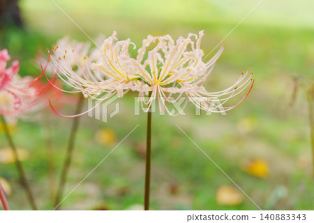 Autumn when cluster amaryllis blooms Autumn when cluster amaryllis blooms 140883343