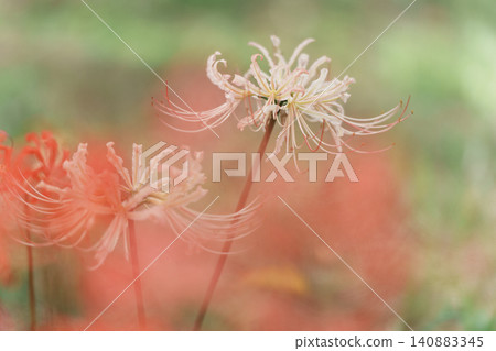 Autumn when cluster amaryllis blooms Autumn when cluster amaryllis blooms 140883345