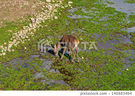 Deer living in semi-freedom since 1974 in the moat of the Jaca citadel in the city of Jaca, Huesca, Aragon, Spain Deer living in semi-freedom since 1974 in the moat of the Jaca citadel in the city of Jaca, Huesca, Aragon, Spain 140883404