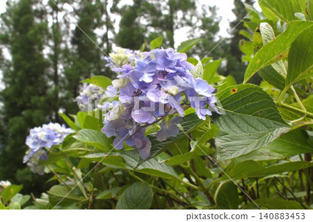 Image of the rainy season: Hydrangeas 140883453