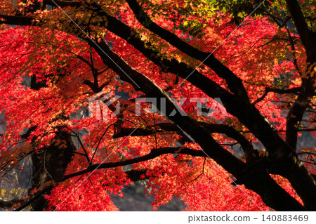 秋葉風景 秋葉風景 140883469