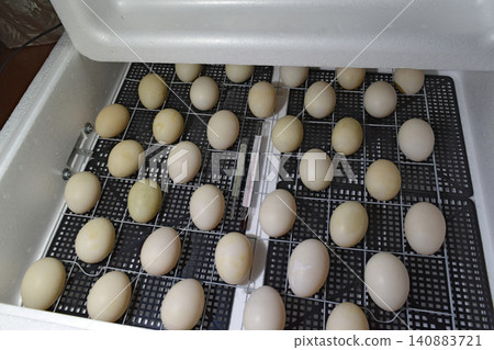 The eggs of a musky duck lying in an incubator. The eggs of a musky duck lying in an incubator. 140883721