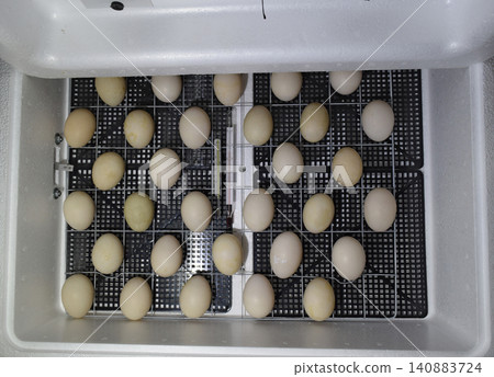 The eggs of a musky duck lying in an incubator. 140883724