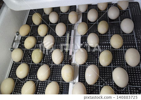 The eggs of a musky duck lying in an incubator. The eggs of a musky duck lying in an incubator. 140883725