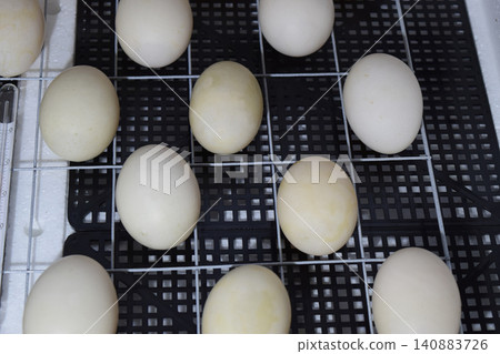 The eggs of a musky duck lying in an incubator. The eggs of a musky duck lying in an incubator. 140883726