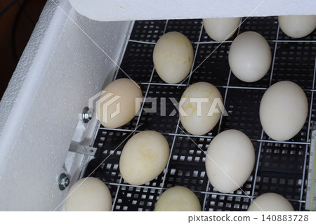 The mechanism turn of eggs in an incubator. The mechanism turn of eggs in an incubator. 140883728