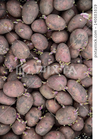Germinated seed potatoes Germinated seed potatoes 140883819