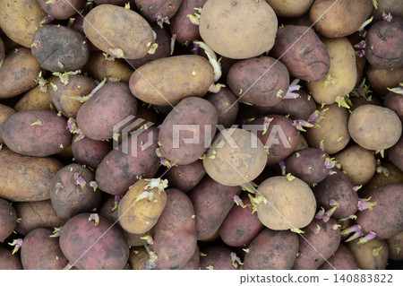 Germinated seed potatoes Germinated seed potatoes 140883822