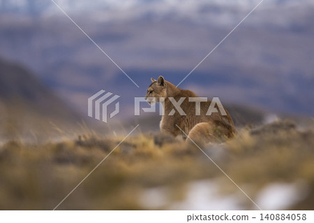 Puma walking in mountain environment, Torres del Paine National Park, Patagonia, Chile. Puma walking in mountain environment, Torres del Paine National Park, Patagonia, Chile. 140884058