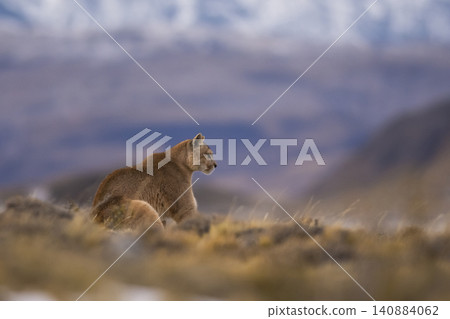 Puma walking in mountain environment, Torres del Paine National Park, Patagonia, Chile. Puma walking in mountain environment, Torres del Paine National Park, Patagonia, Chile. 140884062